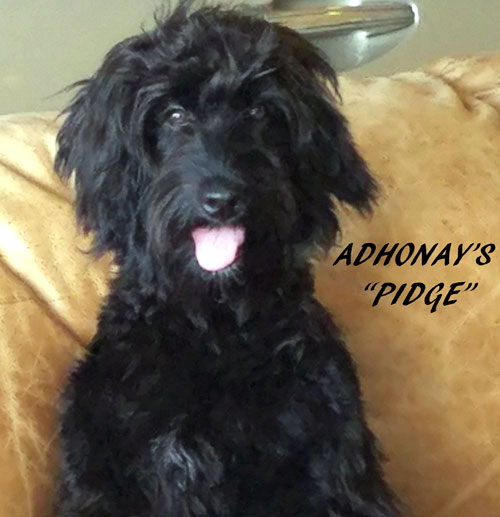 Adhonay's Labradoodles